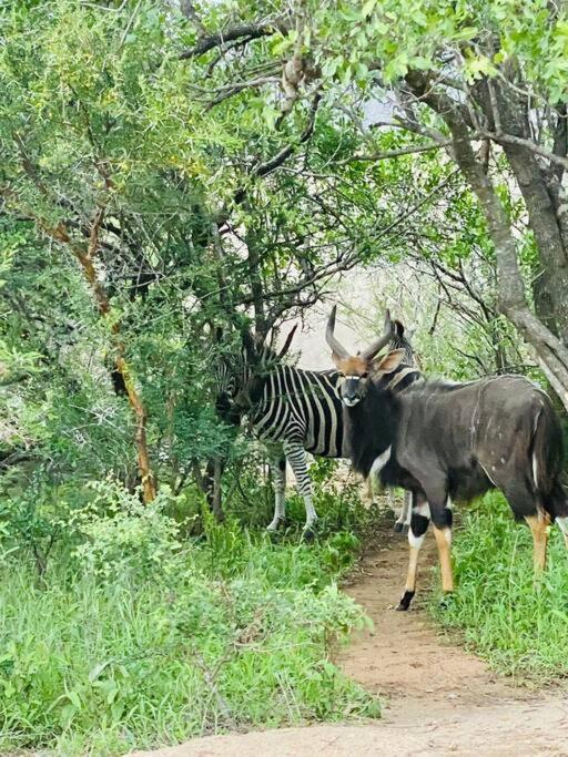 Apartament Wildheart Safari - Main Hoedspruit Zewnętrze zdjęcie