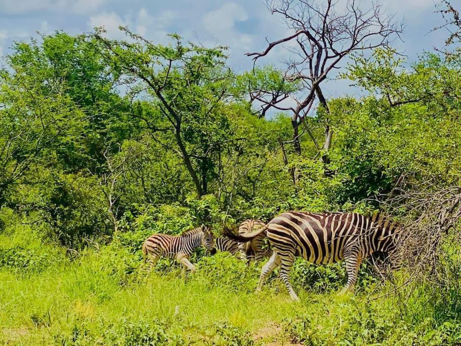 Apartament Wildheart Safari - Main Hoedspruit Zewnętrze zdjęcie