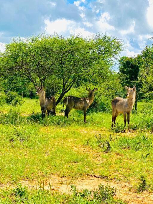 Apartament Wildheart Safari - Main Hoedspruit Zewnętrze zdjęcie