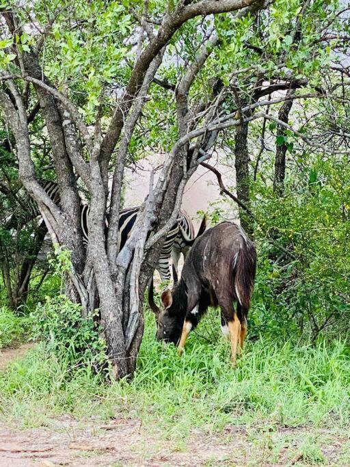 Apartament Wildheart Safari - Main Hoedspruit Zewnętrze zdjęcie