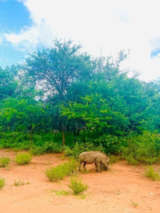 Apartament Wildheart Safari - Main Hoedspruit Zewnętrze zdjęcie