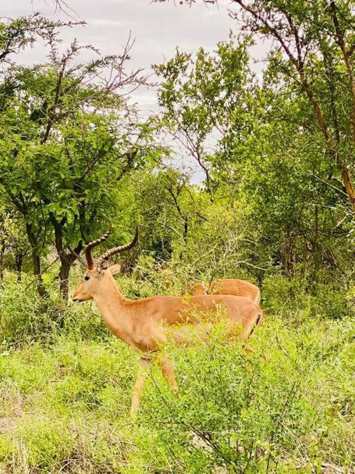 Apartament Wildheart Safari - Main Hoedspruit Zewnętrze zdjęcie