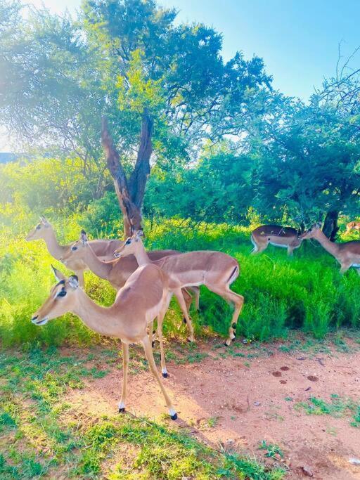 Apartament Wildheart Safari - Main Hoedspruit Zewnętrze zdjęcie