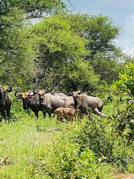 Apartament Wildheart Safari - Main Hoedspruit Zewnętrze zdjęcie