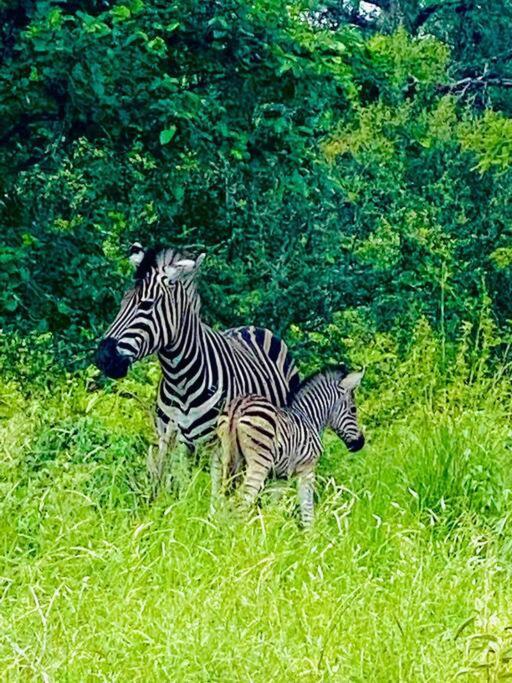 Apartament Wildheart Safari - Main Hoedspruit Zewnętrze zdjęcie